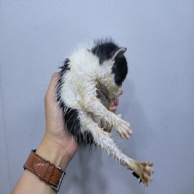 종료(자연사) 믹스…